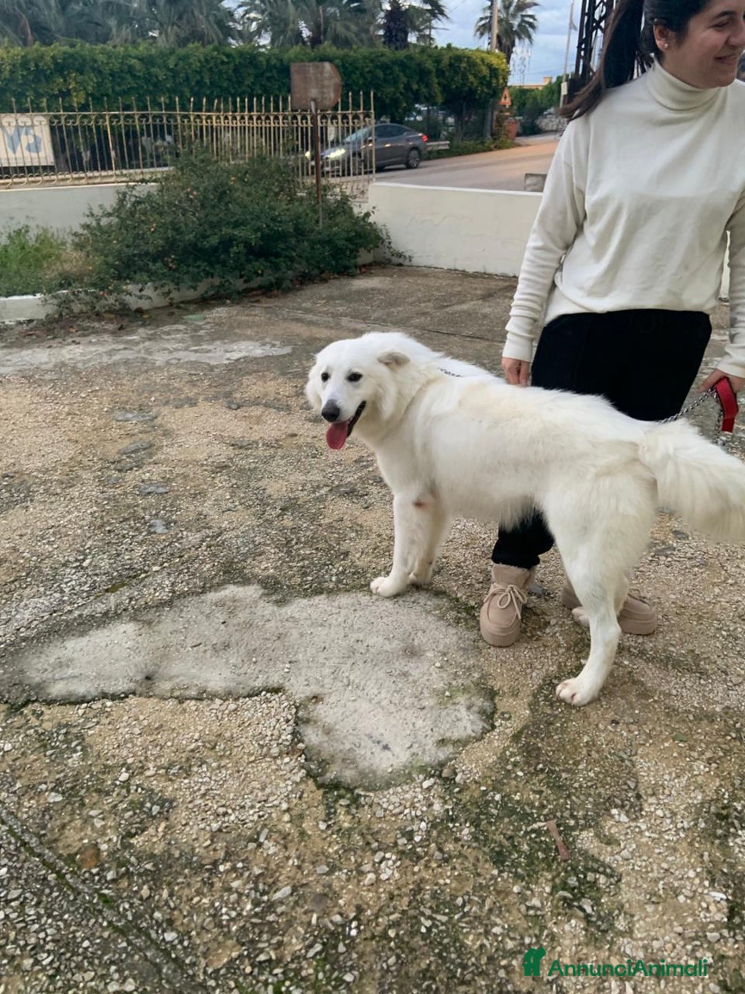 Pastore Svizzero cani in regalo: Gucci, dolcissimo pastore svizzero - Annuncio 5