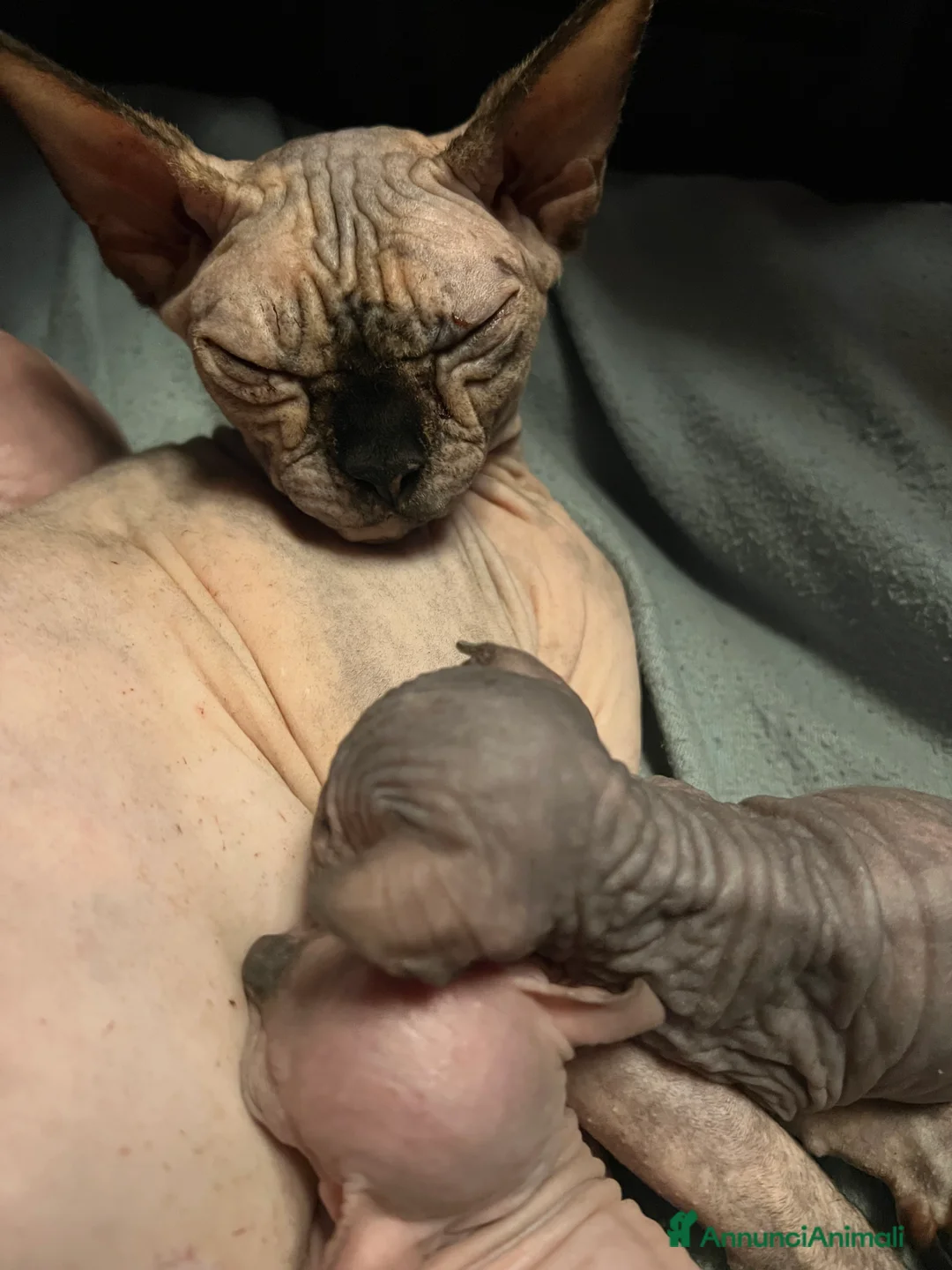 Sphynx gatti in vendita: Sphynx  a Città metropolitana di Roma Capitale - Annuncio 7