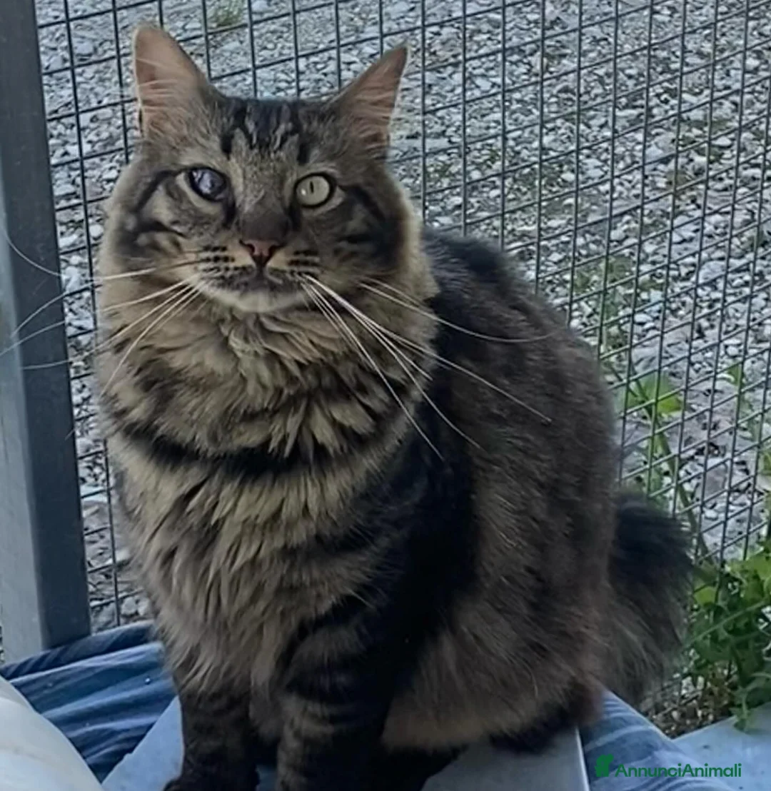 Europeo gatti in regalo: MAINE micione dolce e socievole cerca casa a Provincia di Latina - Annuncio 6