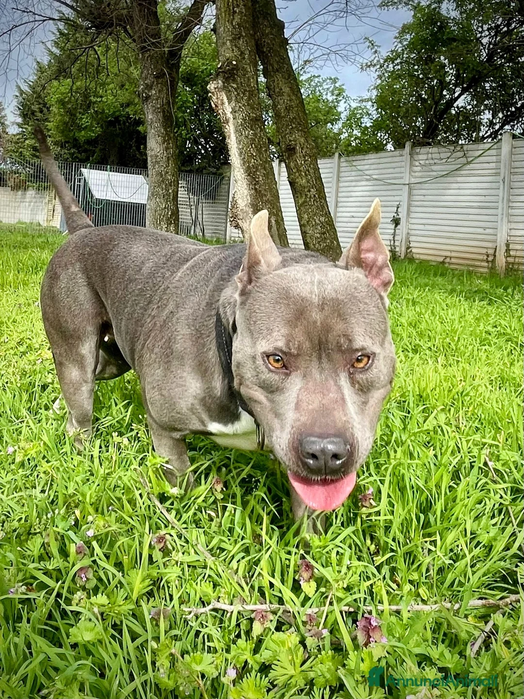 Meticcio cani in regalo: DAISY BELLISSIMA PIT - Annuncio 2