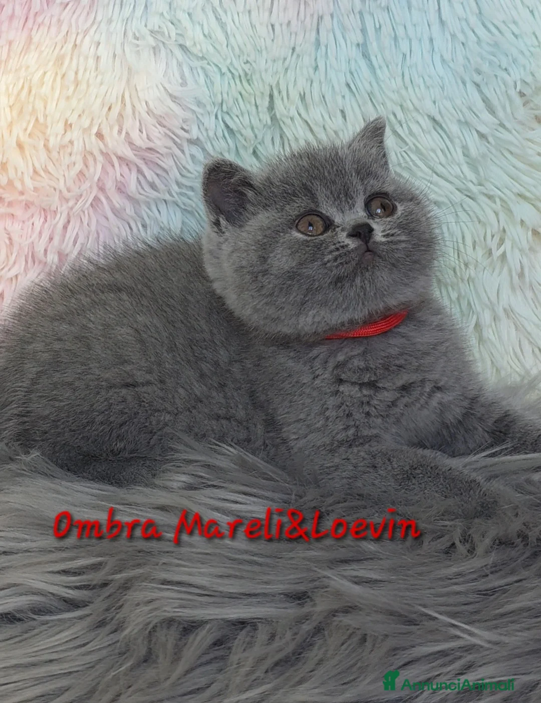British gatti in vendita: British shorthair femmine - Annuncio 10