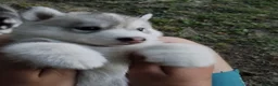 Husky cani in vendita: cuccioli di siberian husky  - Annuncio 2
