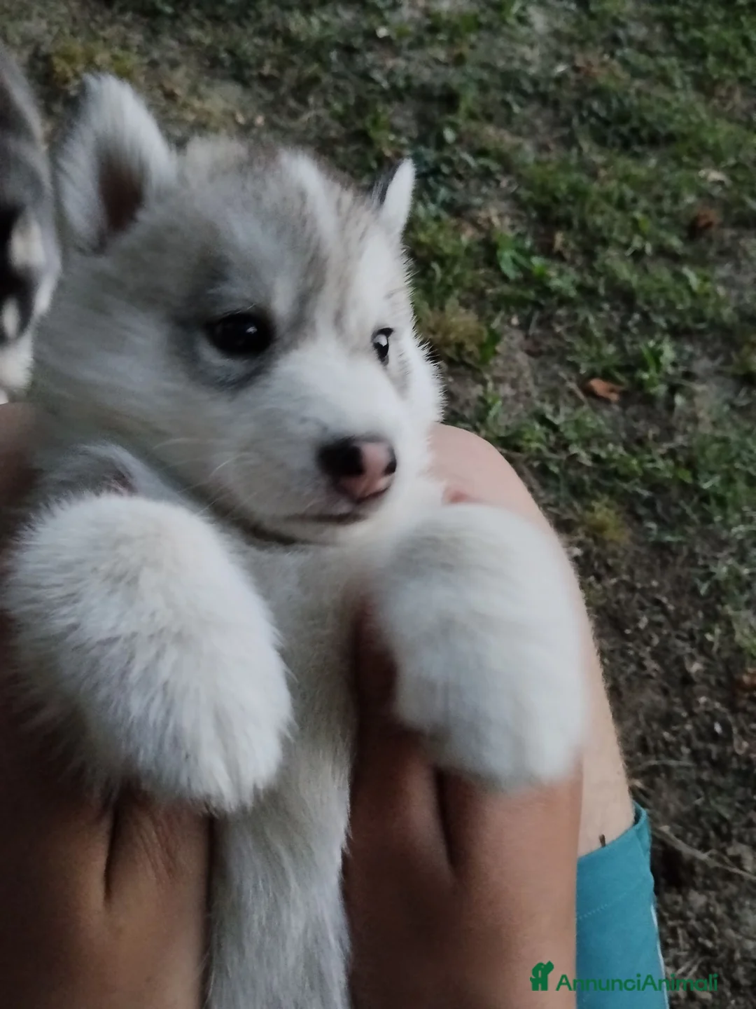 Husky cani in vendita: cuccioli di siberian husky  - Annuncio 2