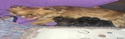 Meticcio cani in vendita: Bellissimi cuccioli piccola TAGLIA - Annuncio 1