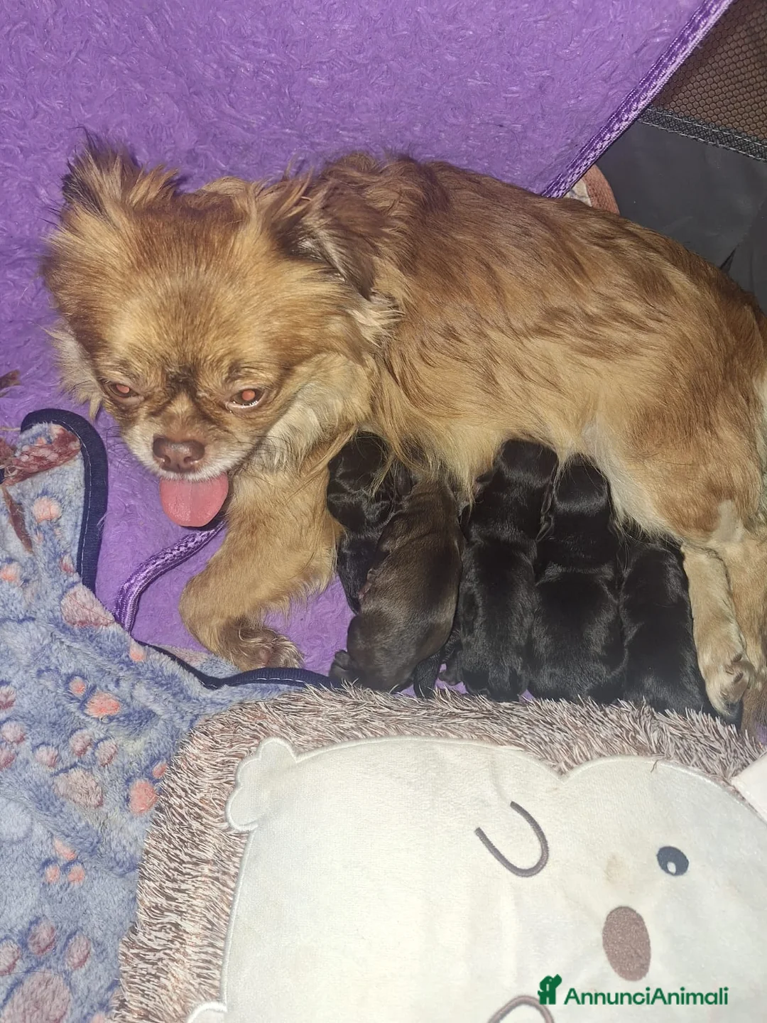 Meticcio cani in vendita: Bellissimi cuccioli piccola TAGLIA - Annuncio 1