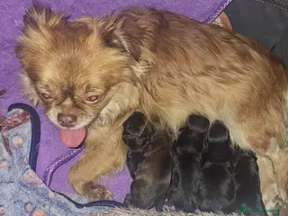 Meticcio cani Bellissimi cuccioli piccola TAGLIA - Annuncio 10