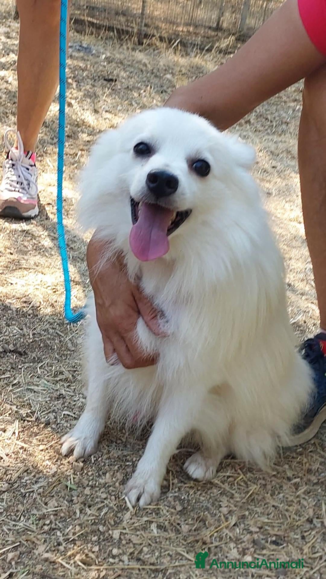 Volpino Italiano cani in regalo: Fiocco  - Annuncio 2