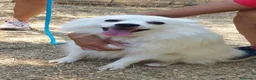 Volpino Italiano cani in regalo: Fiocco  - Annuncio 1