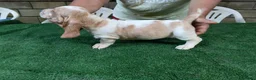 Bassethound cani in vendita: Cuccioli bassethound  - Annuncio 8
