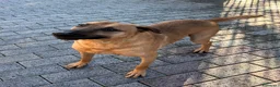 Meticcio cani in regalo: ARGO CERCA CASA - Annuncio 17
