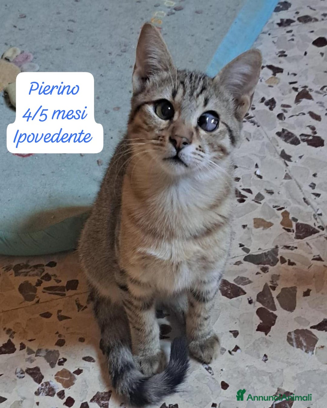 Europeo gatti in regalo: Gattini desiderosi di trovare famiglia  - Annuncio 8