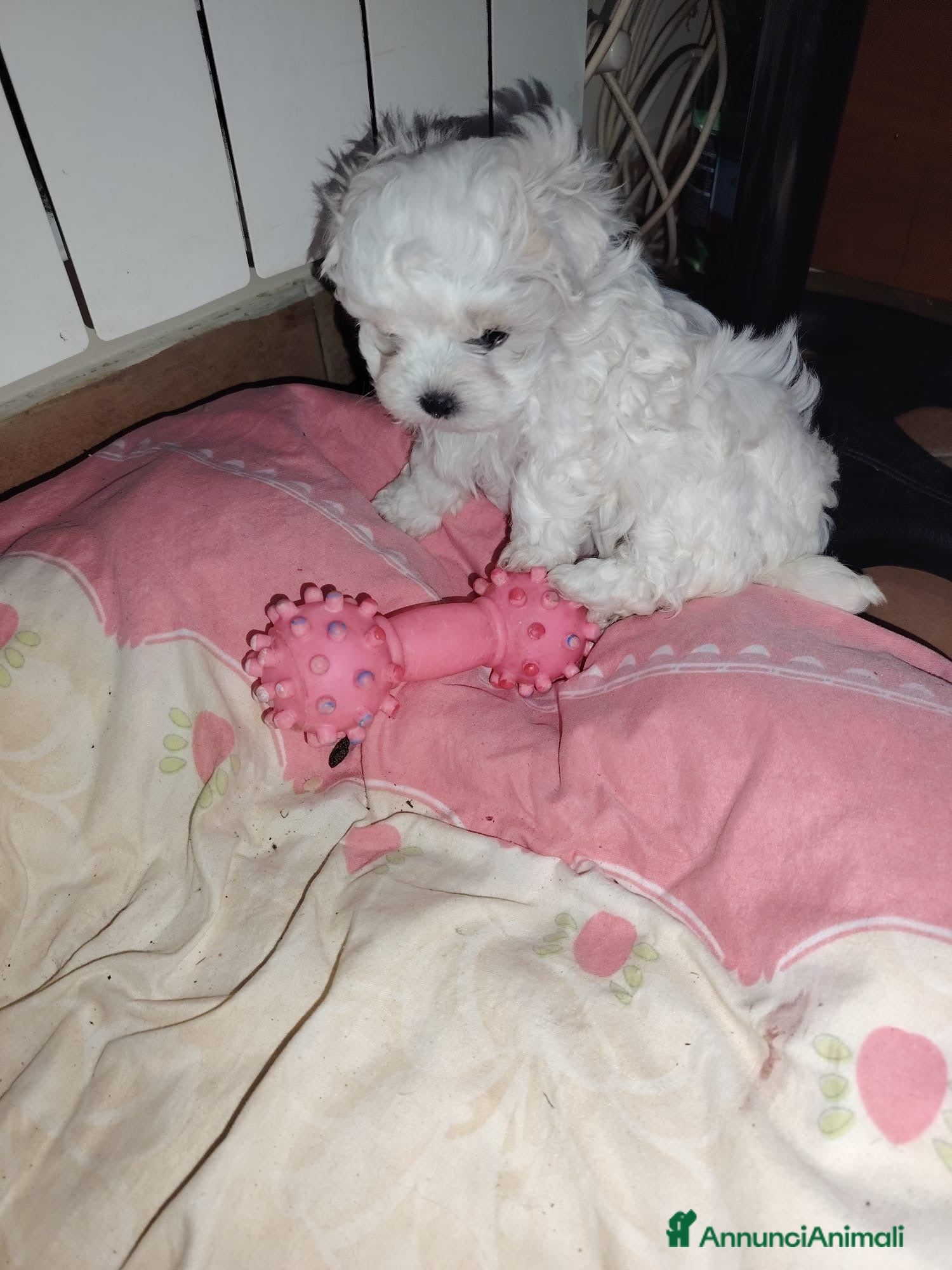 Maltese cani Maltese  - Annuncio 4