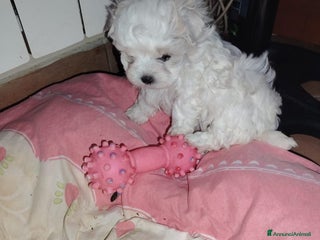 Maltese cani Maltese - Annuncio 5