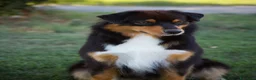 Australian Shepherd cani in vendita: Cucciolo di Pastore australiano  - Annuncio 5