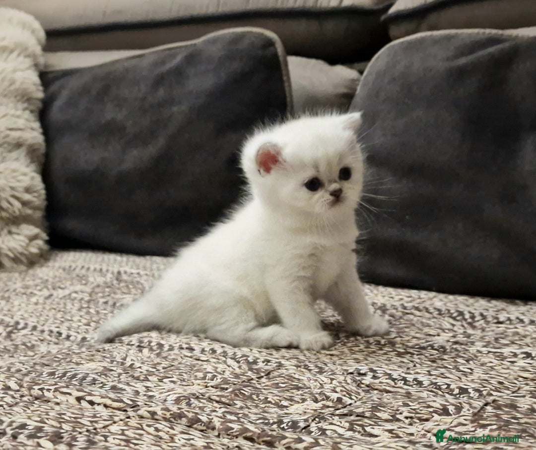 British gatti in vendita: British shorthair e longhair  a Provincia di Monza e della Brianza - Annuncio 19