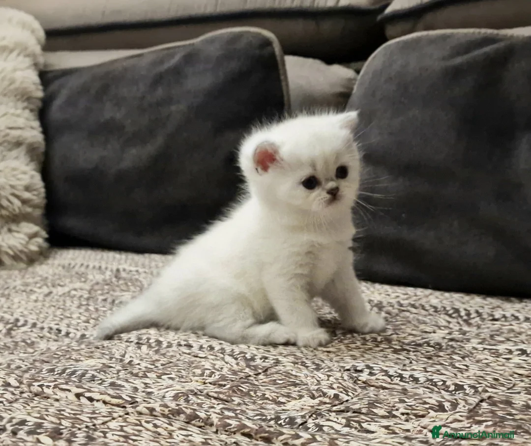 British gatti in vendita: British shorthair e longhair  a Provincia di Monza e della Brianza - Annuncio 20