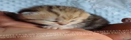Scottish gatti in vendita: Cuccioli Scottish Fold e Straight a Provincia di Reggio Emilia - Annuncio 14