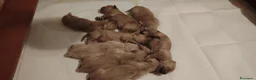 Golden Retriever cani in vendita: Cuccioli golden retriever  - Annuncio 3