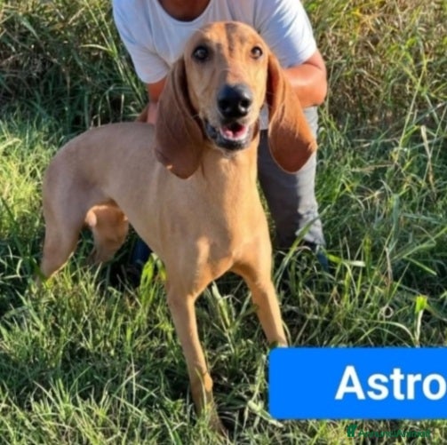 Segugio cani Segugio 2anni e 1/2 viveva in 1casolare.ROVIGO SOS - Annuncio 7