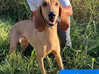 Segugio cani Segugio 2anni e 1/2 viveva in 1casolare.ROVIGO SOS - Annuncio 7