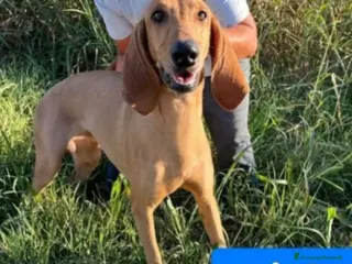 Segugio cani Segugio 2anni e 1/2 viveva in 1casolare.ROVIGO SOS - Annuncio 10
