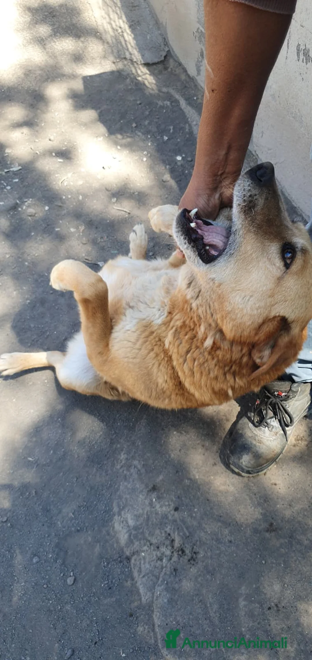 Meticcio cani in regalo: Orazio in Canile a Provincia di Rovigo - Annuncio 1