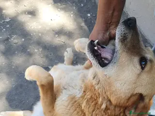 Meticcio cani Orazio in Canile - Annuncio 19