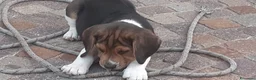 Beagle cani in vendita: ULTIME CUCCIOLE BEAGLE TRICOLORE - Annuncio 3