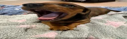 Bassotto cani in vendita: Bassotto a Provincia di Treviso - Annuncio 2