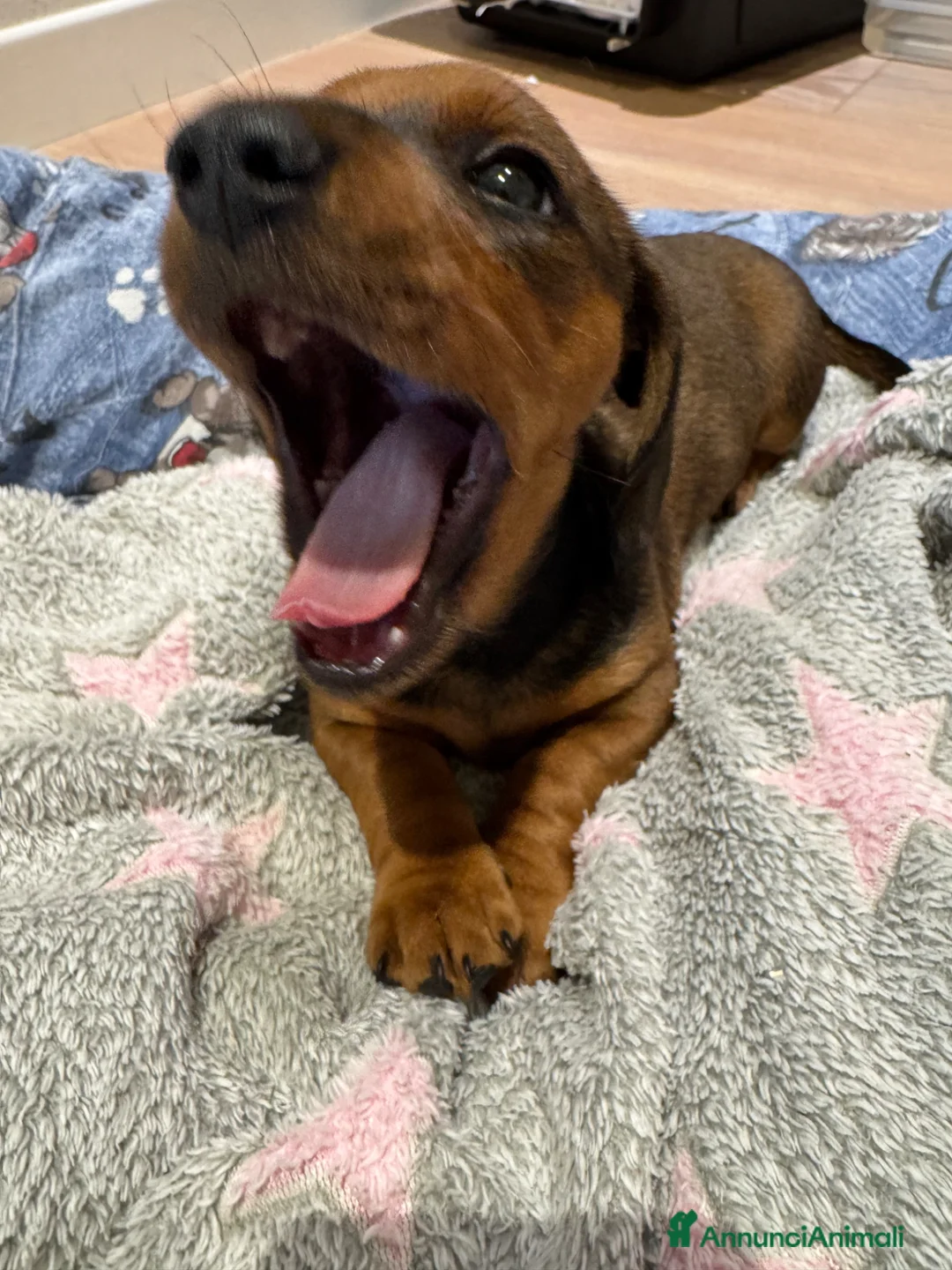 Bassotto cani in vendita: Bassotto a Provincia di Treviso - Annuncio 2