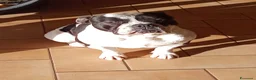 American Bully cani in vendita: 2 cuccioli maschi American Bully - Annuncio 3