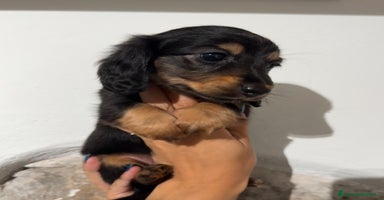 Bassotto cani a Città Metropolitana di Bologna - Annuncio 5