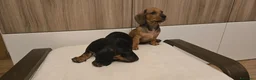 Bassotto cani in vendita: BASSOTTINI MASCHI  - Annuncio 8