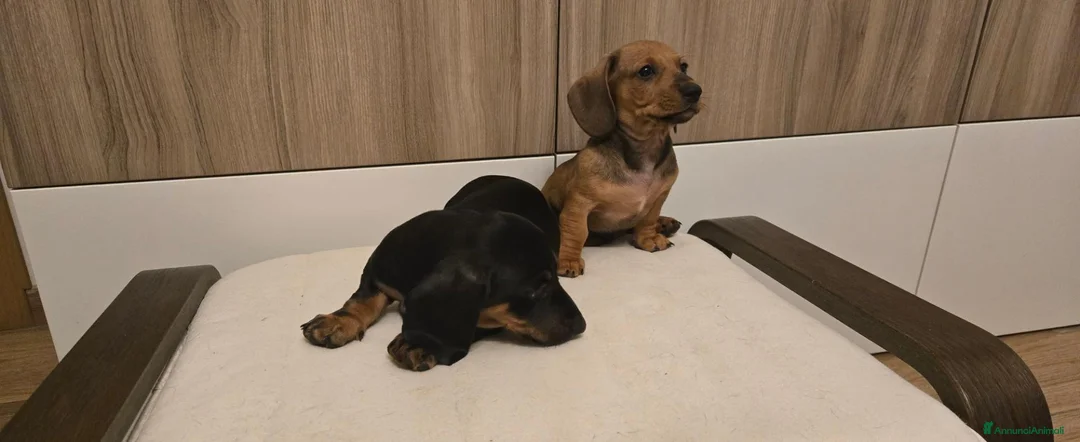 Bassotto cani in vendita: BASSOTTINI MASCHI  - Annuncio 8