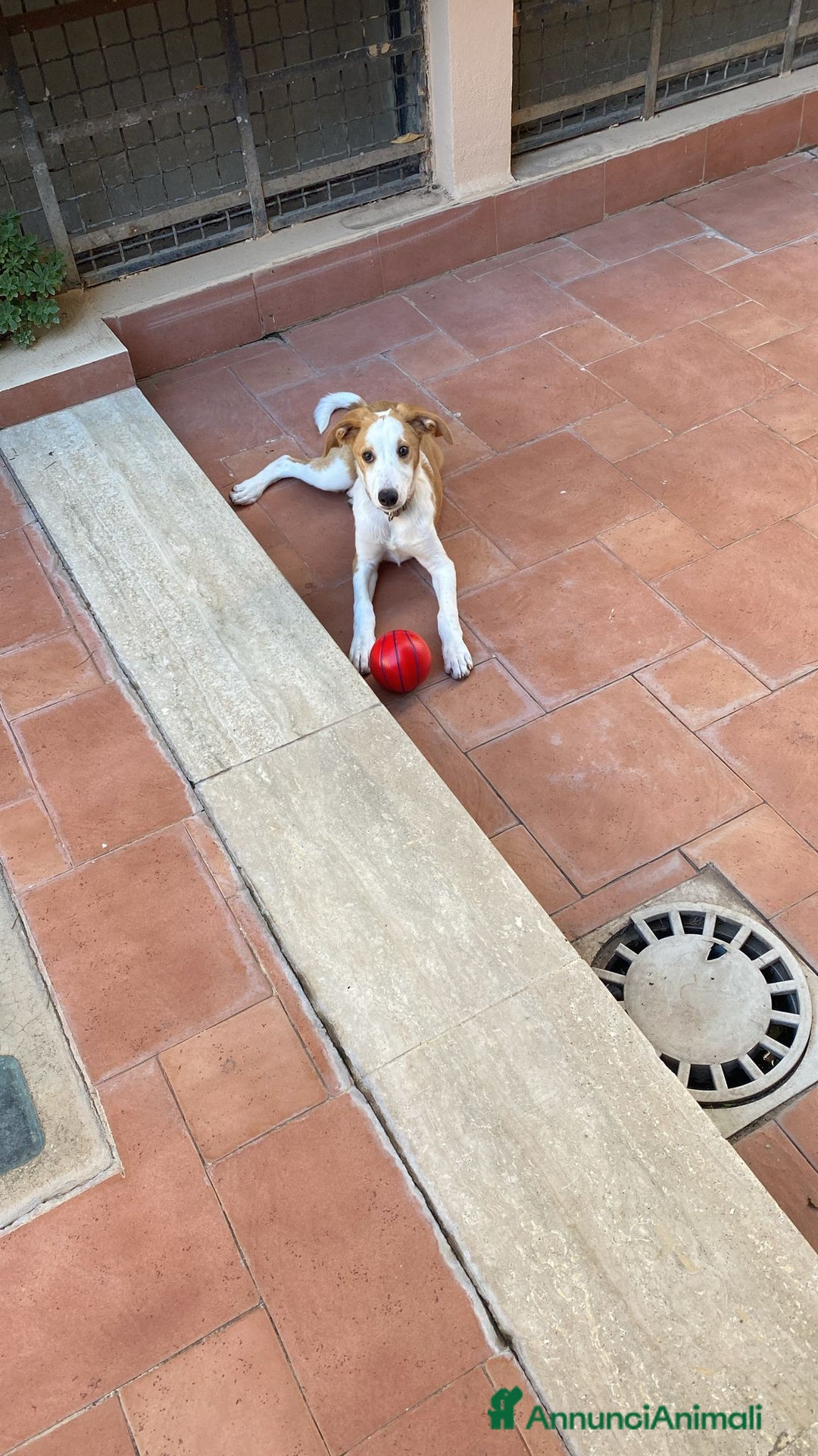 Meticcio cani in regalo: Mila, cane super dolce! - Annuncio 2