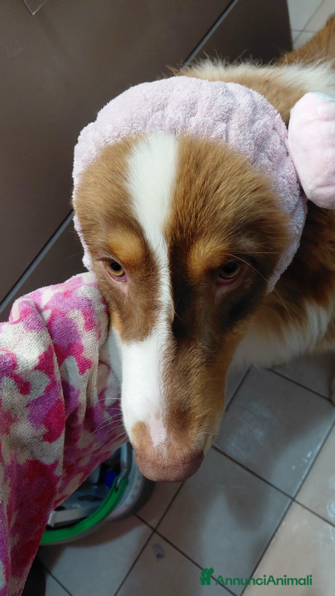 Australian Shepherd cani per accoppiamento: Pastore australiano  - Annuncio 16