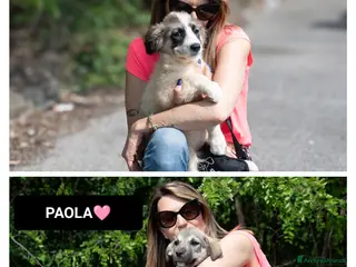 Meticcio cani LUCREZIA, , PAOLA, - Annuncio 28