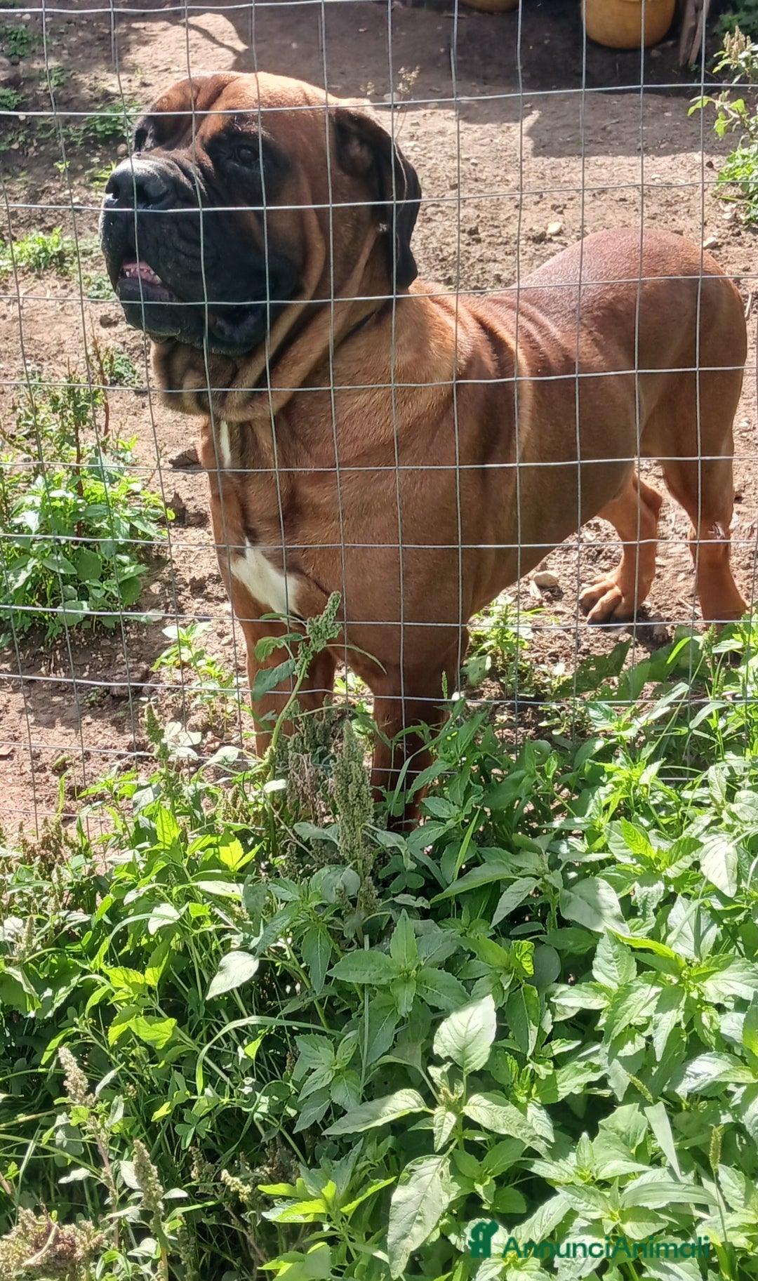 Cane Corso cani per accoppiamento: Cane Corso Disponibile per Monta–Razza originale  - Annuncio 7