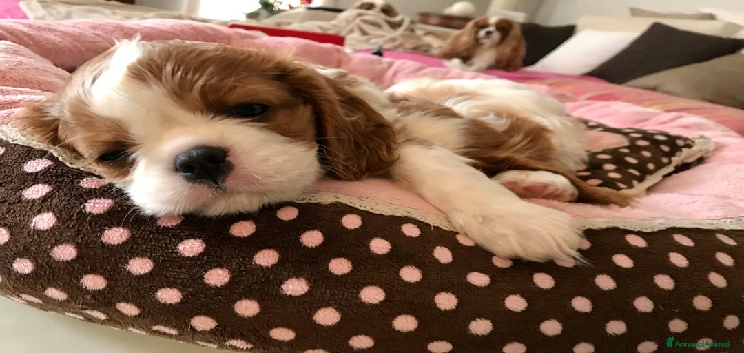 Immagine della galleria {{count}}