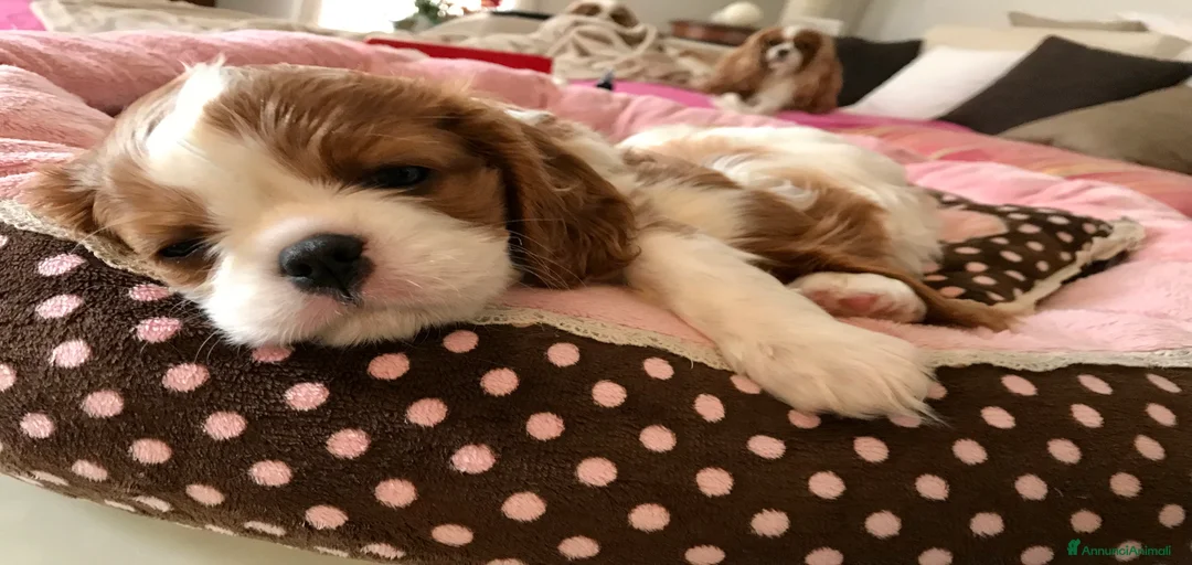 Immagine della galleria {{count}}