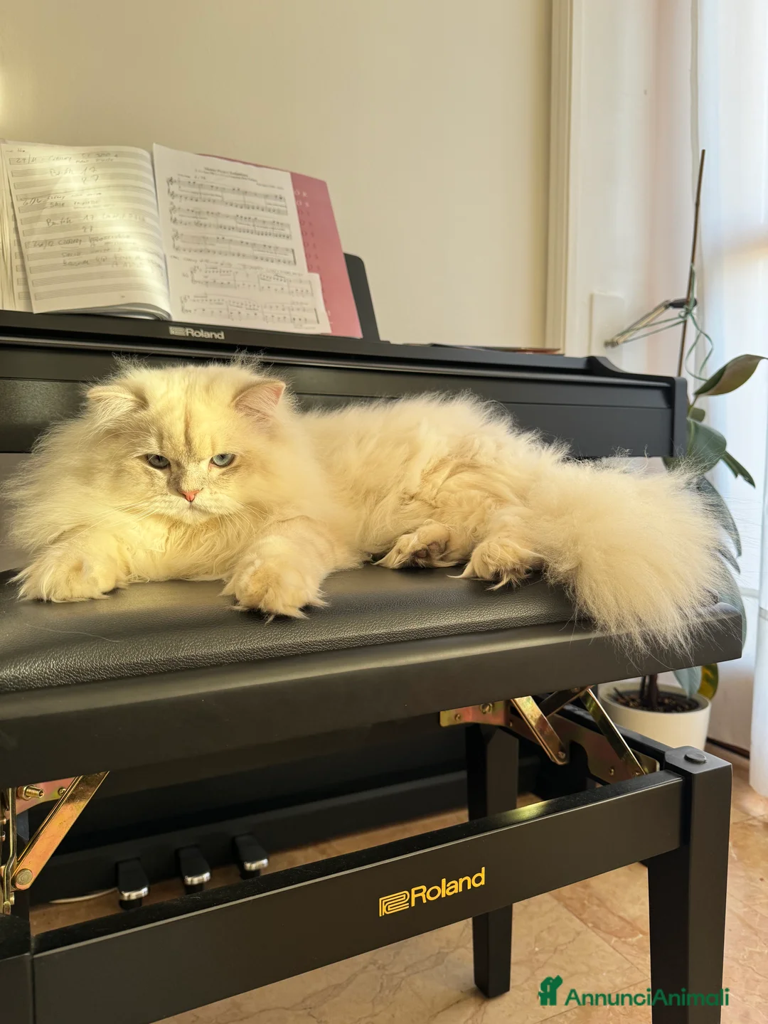 Scottish gatti per accoppiamento: Scottish Highland per accoppiamento  a Provincia di Varese - Annuncio 5