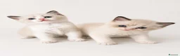 Ragdoll gatti in vendita: Cuccioli Ragdoll con pedigree  - Annuncio 2