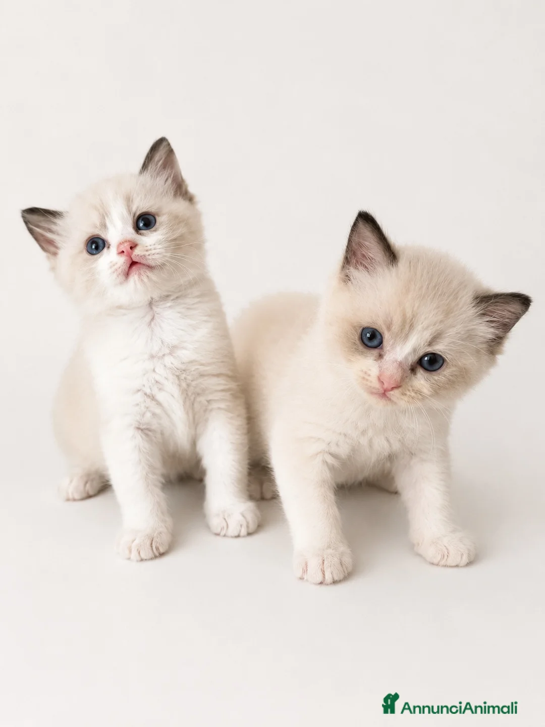 Ragdoll gatti in vendita: Cuccioli Ragdoll con pedigree  - Annuncio 2