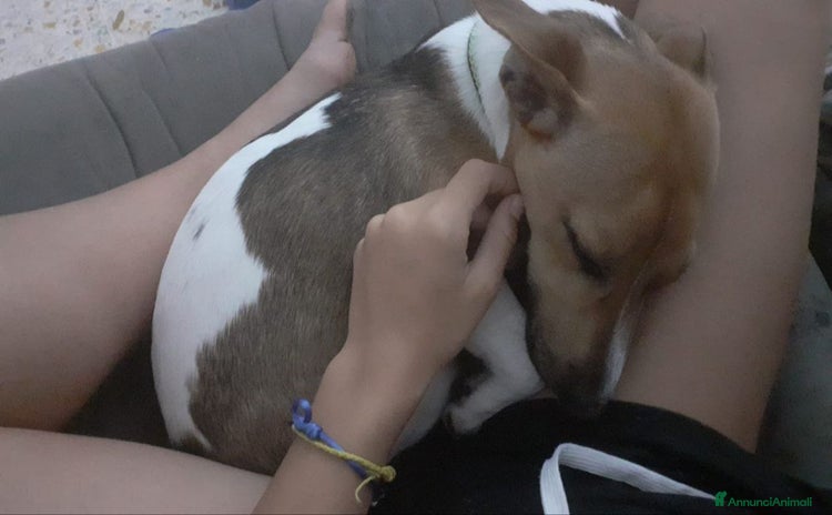 Jack Russell cani a Città Metropolitana di Firenze - Annuncio 1