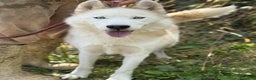 Husky cani in regalo: GOLEM, splendido HUSKY dagli occhi di ghiaccio! - Annuncio 4