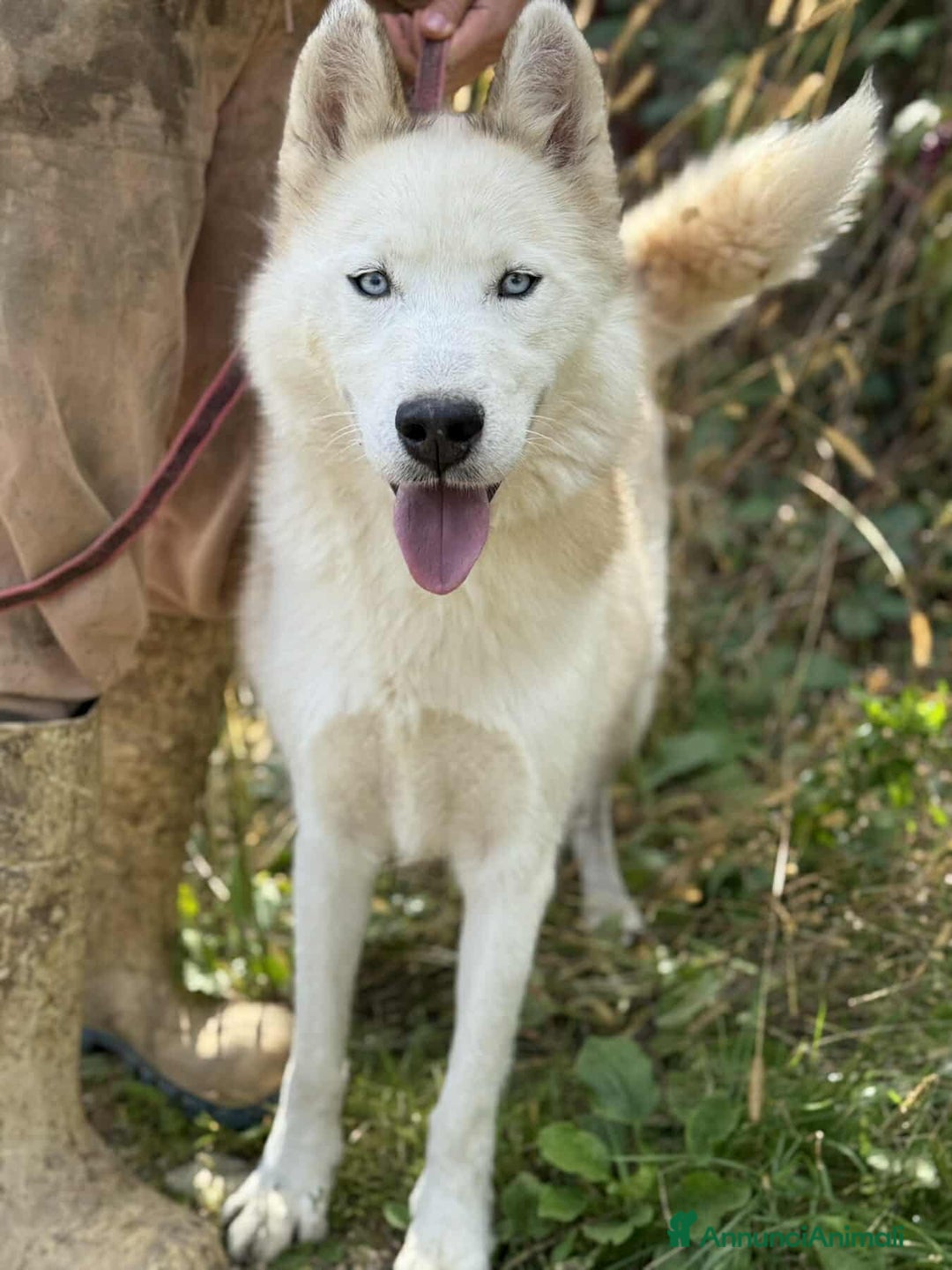 Husky cani in regalo: GOLEM, splendido HUSKY dagli occhi di ghiaccio! - Annuncio 4