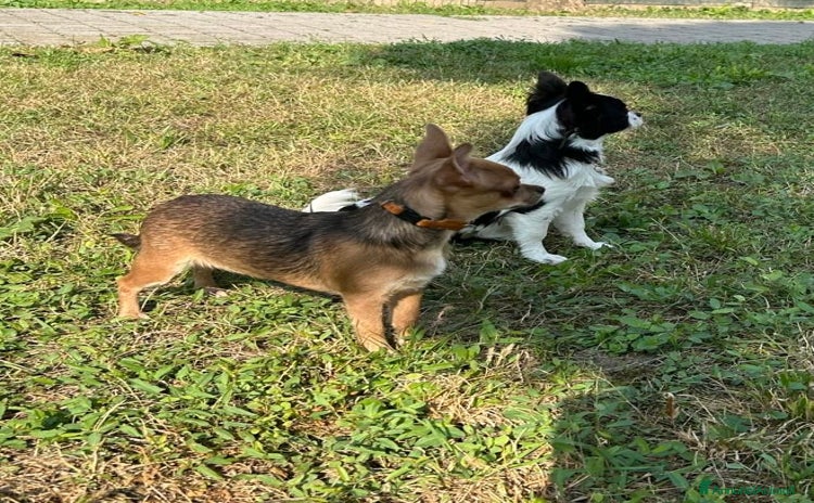 Chihuahua cani - Annuncio 13