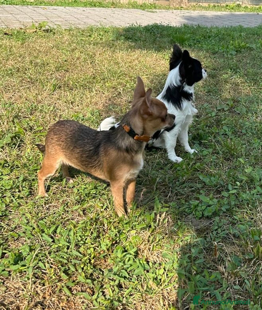 Chihuahua cani in vendita: Chihuahua Femmine pedigree Enci  - Annuncio 1