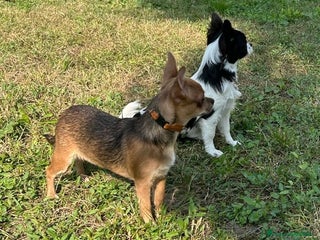 Chihuahua cani Chihuahua Femmine pedigree Enci - Annuncio 2