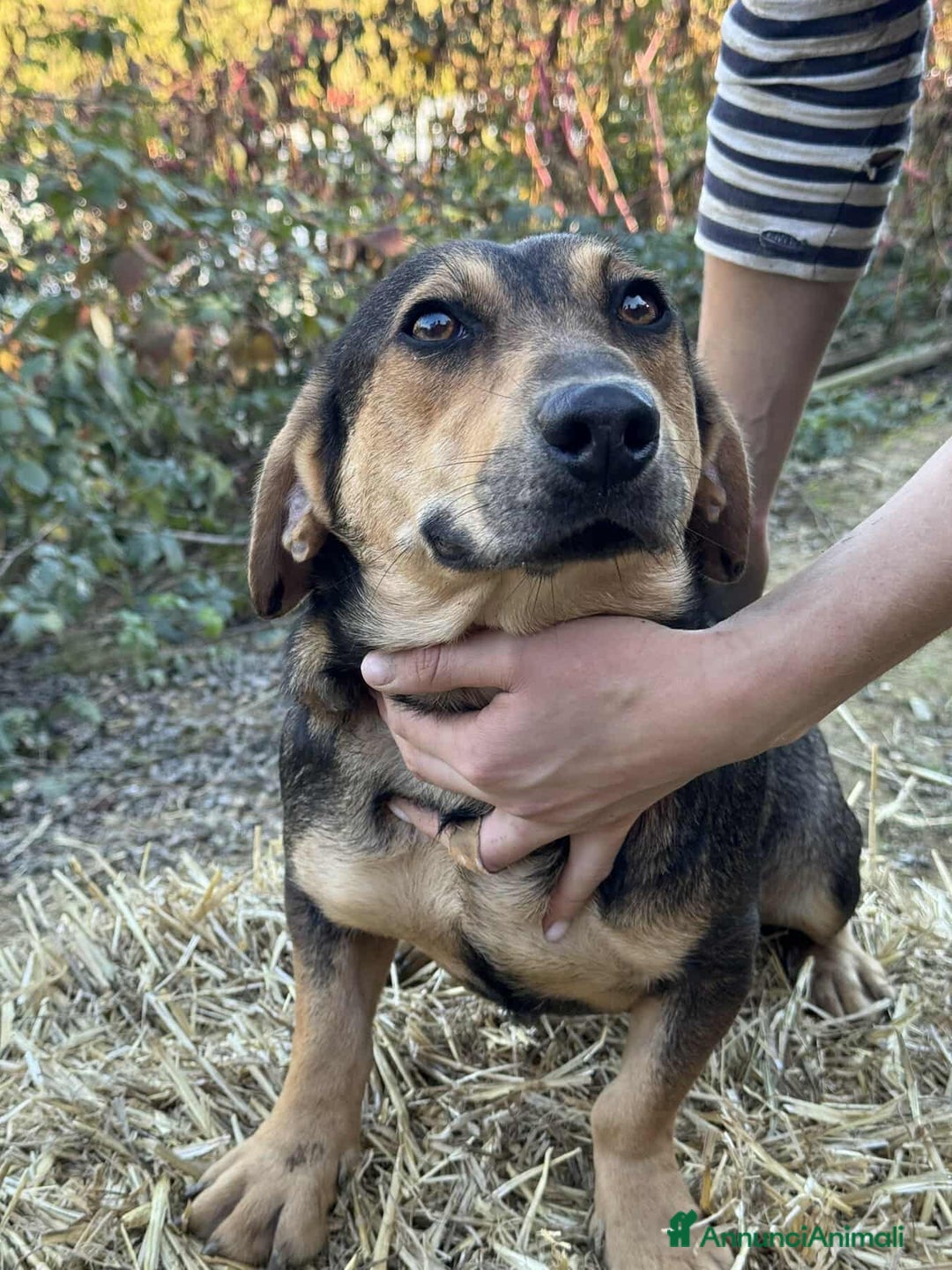 Meticcio cani in regalo: OLIVE, tenera cagnolina dalle ZAMPE CORTE! - Annuncio 5